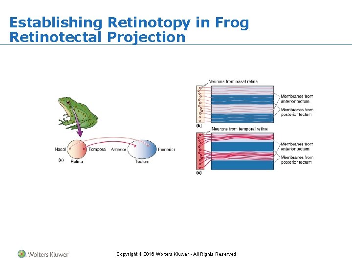 Establishing Retinotopy in Frog Retinotectal Projection Copyright © 2016 Wolters Kluwer • All Rights