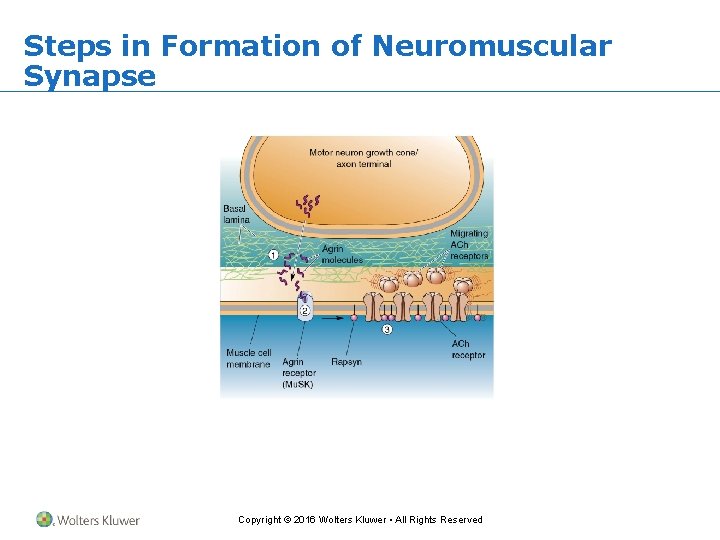 Steps in Formation of Neuromuscular Synapse Copyright © 2016 Wolters Kluwer • All Rights