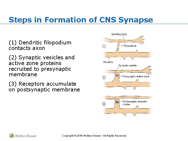 Steps in Formation of CNS Synapse (1) Dendritic filopodium contacts axon (2) Synaptic vesicles