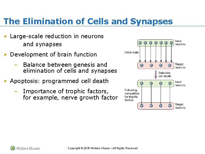 The Elimination of Cells and Synapses • Large-scale reduction in neurons and synapses •