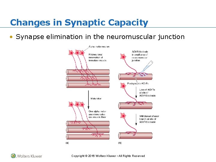 Changes in Synaptic Capacity • Synapse elimination in the neuromuscular junction Copyright © 2016