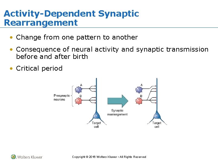 Activity-Dependent Synaptic Rearrangement • Change from one pattern to another • Consequence of neural