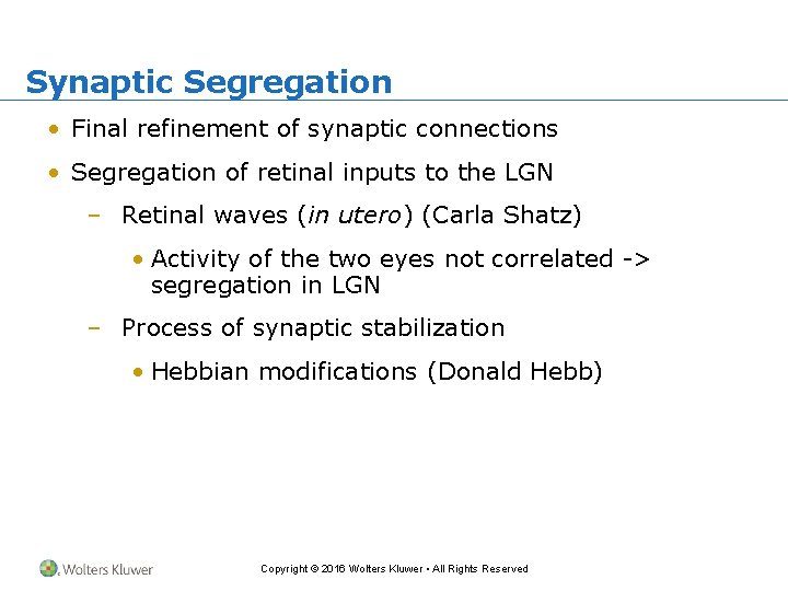 Synaptic Segregation • Final refinement of synaptic connections • Segregation of retinal inputs to