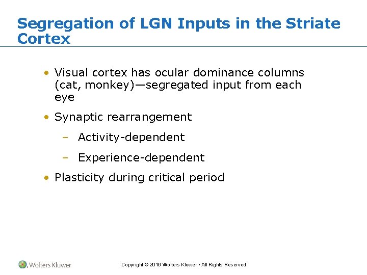 Segregation of LGN Inputs in the Striate Cortex • Visual cortex has ocular dominance