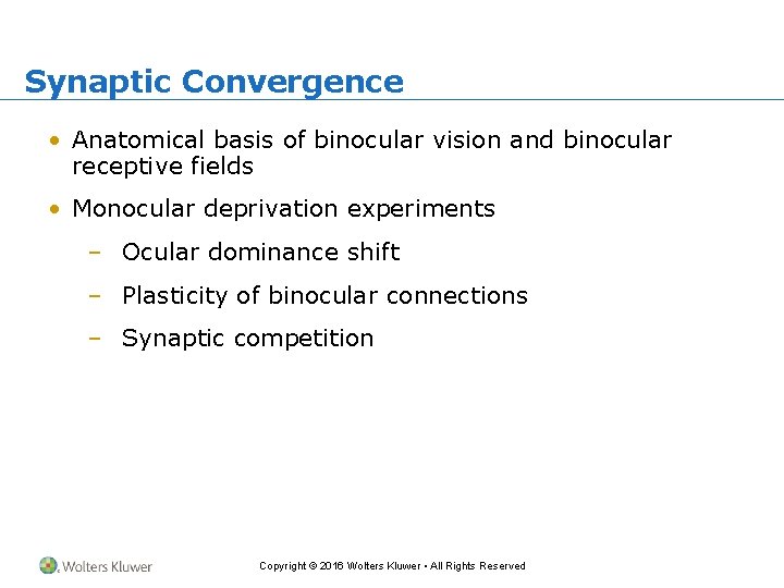 Synaptic Convergence • Anatomical basis of binocular vision and binocular receptive fields • Monocular