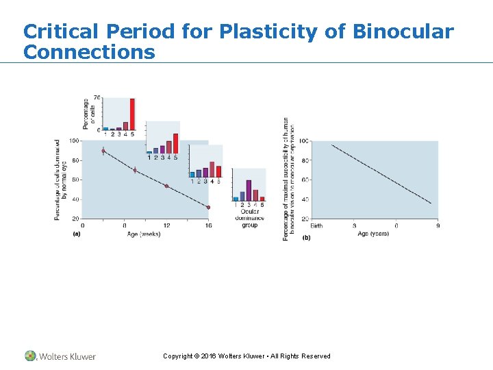 Critical Period for Plasticity of Binocular Connections Copyright © 2016 Wolters Kluwer • All