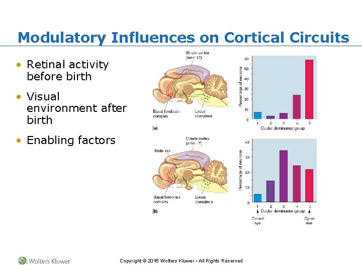 Modulatory Influences on Cortical Circuits • Retinal activity before birth • Visual environment after