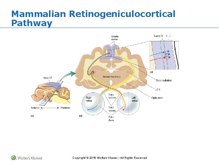 Mammalian Retinogeniculocortical Pathway Copyright © 2016 Wolters Kluwer • All Rights Reserved 