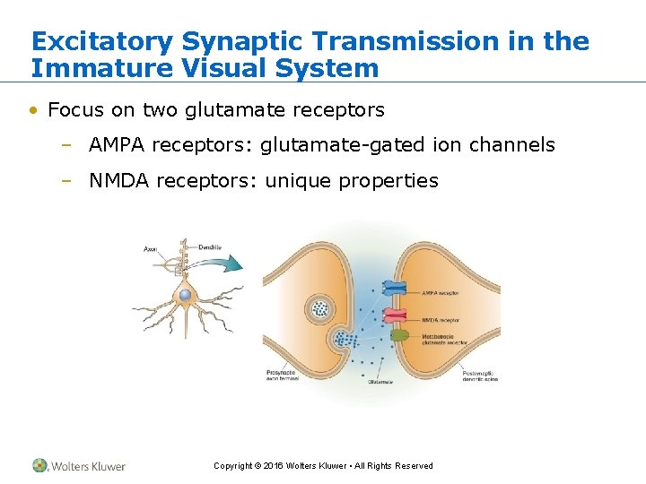 Excitatory Synaptic Transmission in the Immature Visual System • Focus on two glutamate receptors