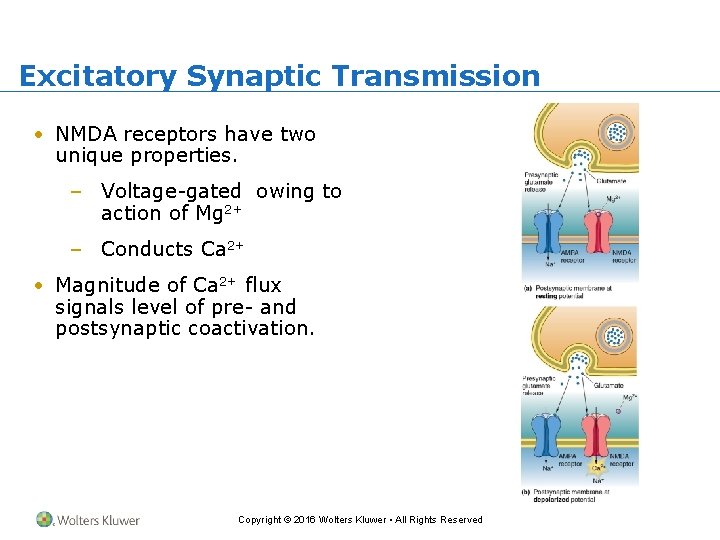 Excitatory Synaptic Transmission • NMDA receptors have two unique properties. – Voltage-gated owing to