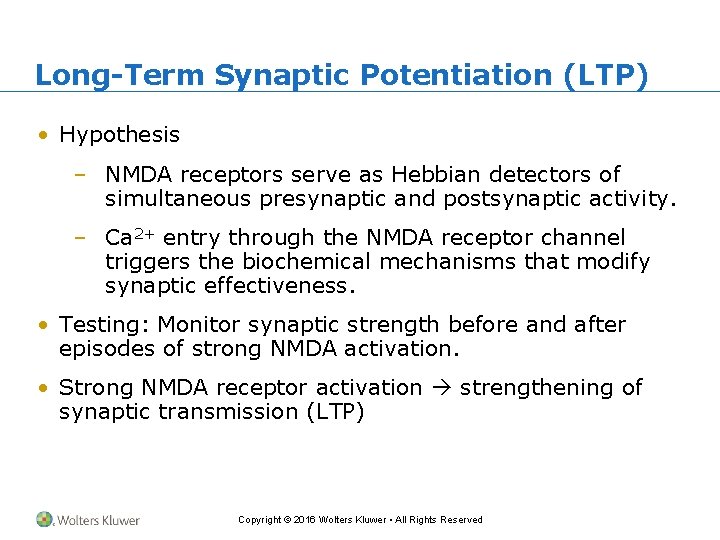Long-Term Synaptic Potentiation (LTP) • Hypothesis – NMDA receptors serve as Hebbian detectors of