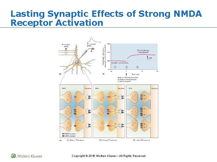 Lasting Synaptic Effects of Strong NMDA Receptor Activation Copyright © 2016 Wolters Kluwer •