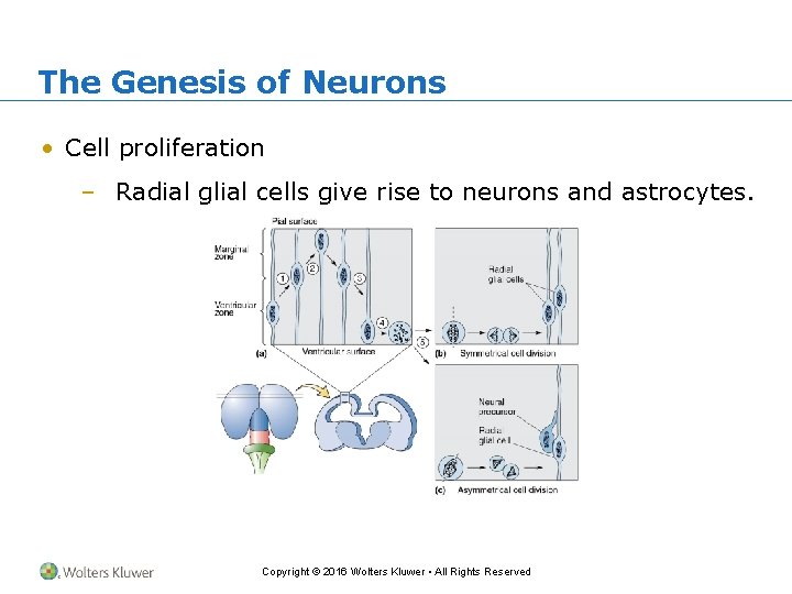 The Genesis of Neurons • Cell proliferation – Radial glial cells give rise to