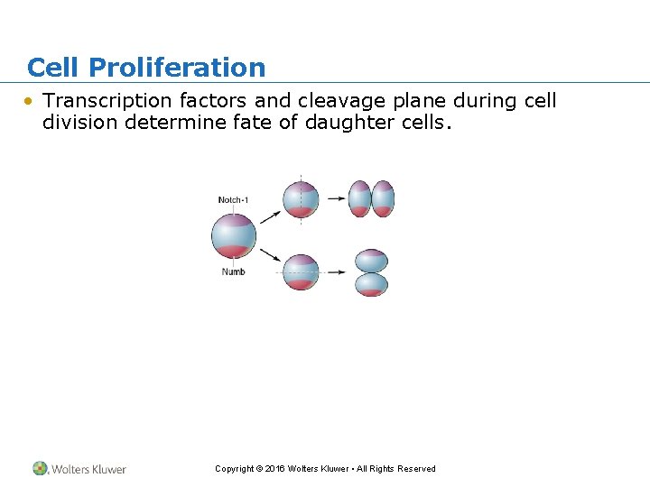 Cell Proliferation • Transcription factors and cleavage plane during cell division determine fate of