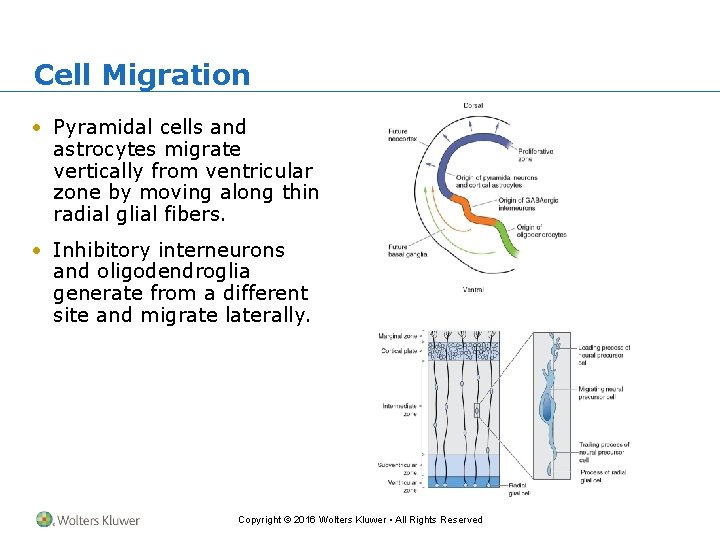 Cell Migration • Pyramidal cells and astrocytes migrate vertically from ventricular zone by moving