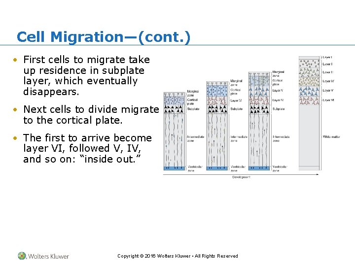 Cell Migration—(cont. ) • First cells to migrate take up residence in subplate layer,
