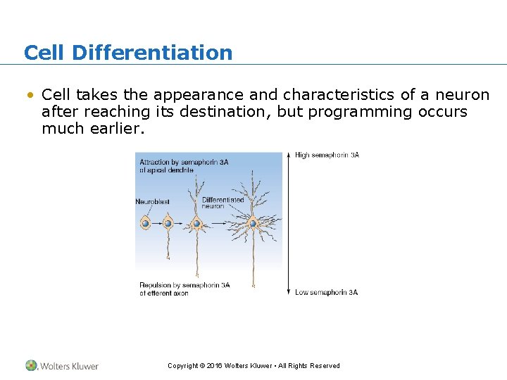 Cell Differentiation • Cell takes the appearance and characteristics of a neuron after reaching