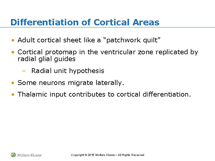 Differentiation of Cortical Areas • Adult cortical sheet like a “patchwork quilt” • Cortical