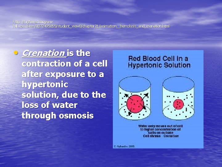 http: //highered. mcgrawhill. com/sites/0072495855/student_view 0/chapter 21/animation__hemolysis_and_crenation. html • Crenation is the contraction of a