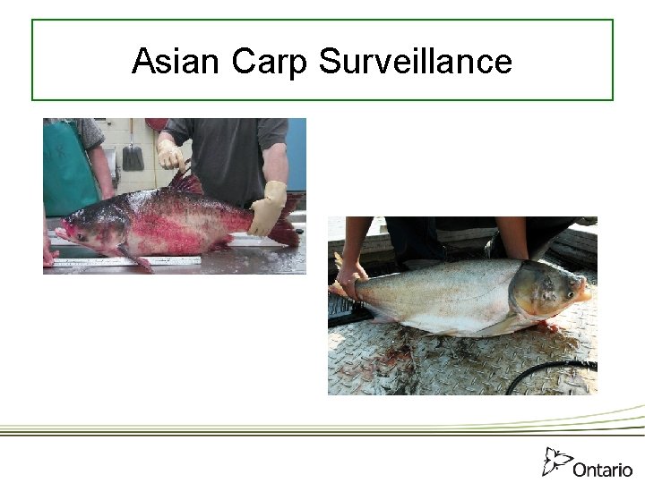 Asian Carp Surveillance 