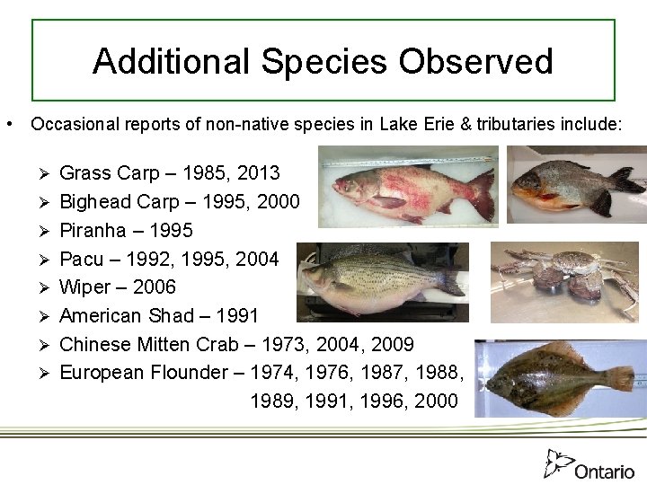 Additional Species Observed • Occasional reports of non-native species in Lake Erie & tributaries