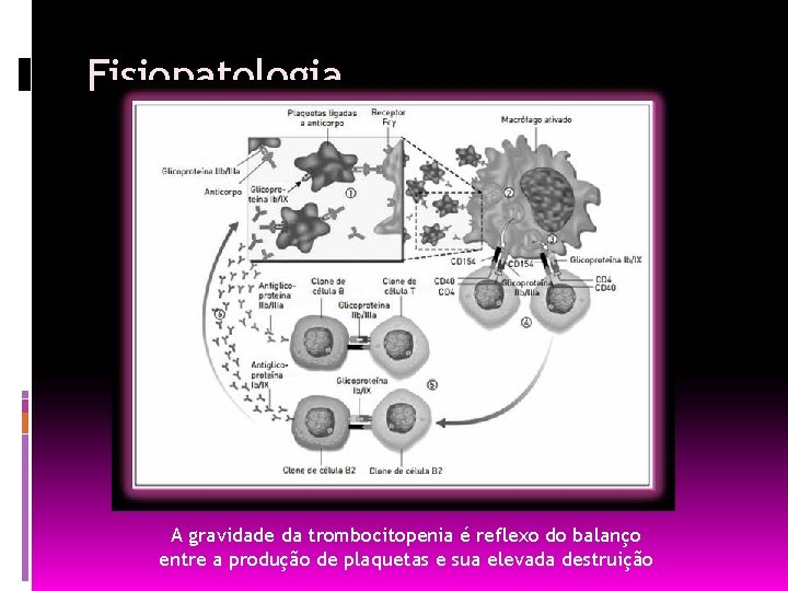 Fisiopatologia A gravidade da trombocitopenia é reflexo do balanço entre a produção de plaquetas