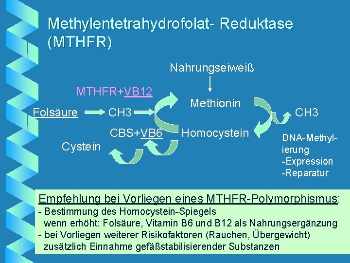 Methylentetrahydrofolat- Reduktase (MTHFR) Nahrungseiweiß MTHFR+VB 12 Folsäure CH 3 CBS+VB 6 Cystein Methionin Homocystein