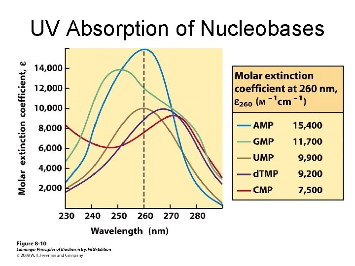 UV Absorption of Nucleobases 