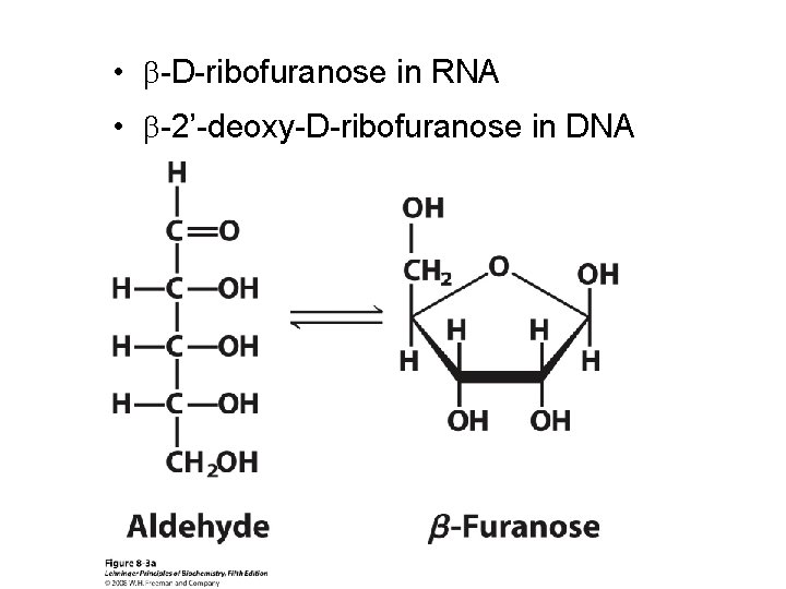  • -D-ribofuranose in RNA • -2’-deoxy-D-ribofuranose in DNA 