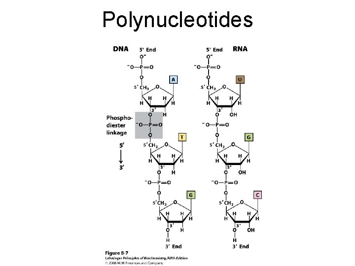 Polynucleotides 