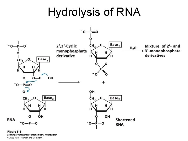 Hydrolysis of RNA 