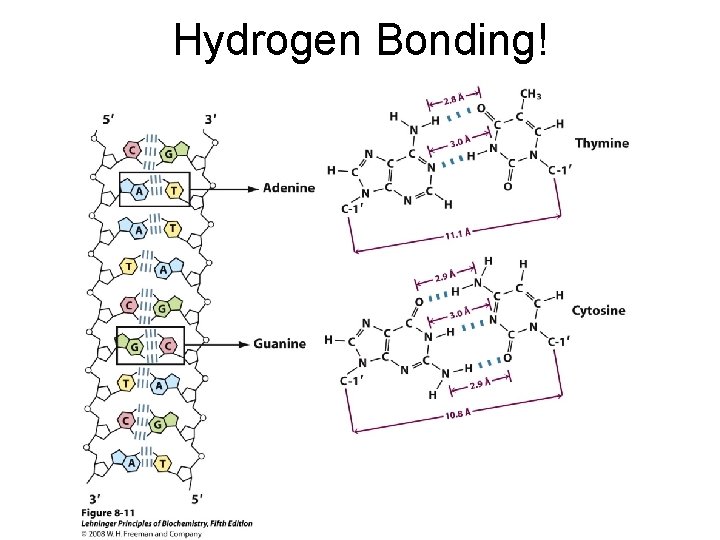 Hydrogen Bonding! 