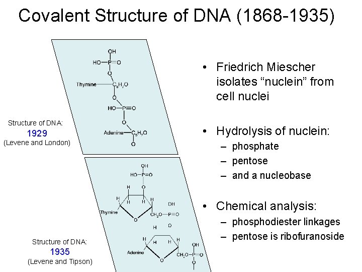 Covalent Structure of DNA (1868 -1935) • Friedrich Miescher isolates “nuclein” from cell nuclei