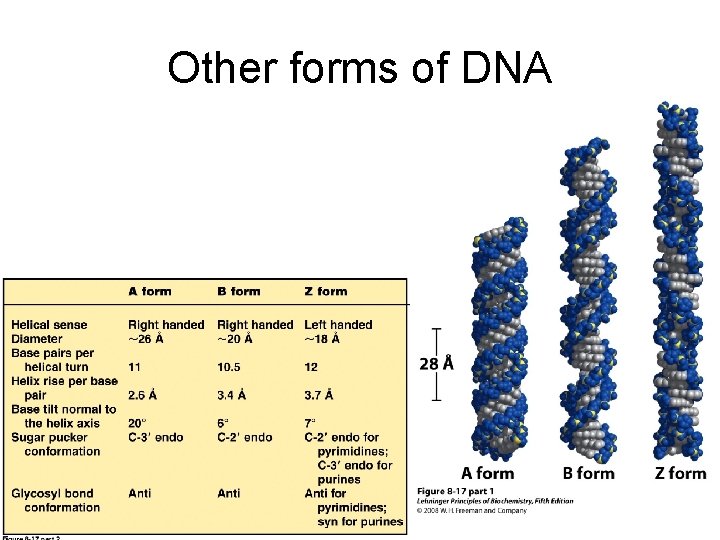 Other forms of DNA 