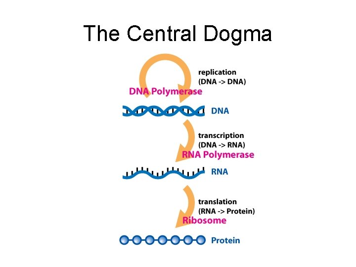 The Central Dogma 
