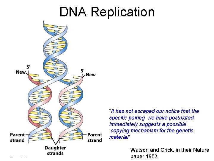DNA Replication “It has not escaped our notice that the specific pairing we have