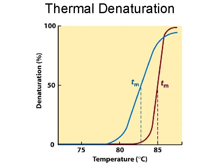 Thermal Denaturation 