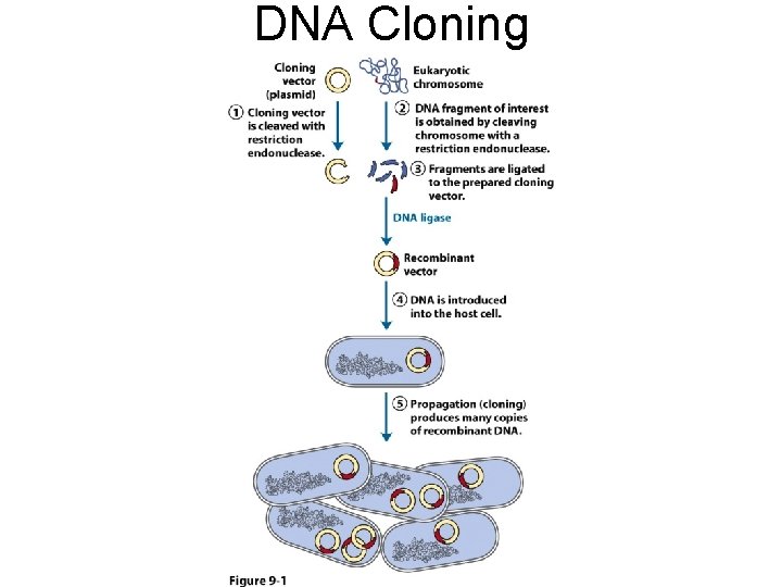 DNA Cloning 