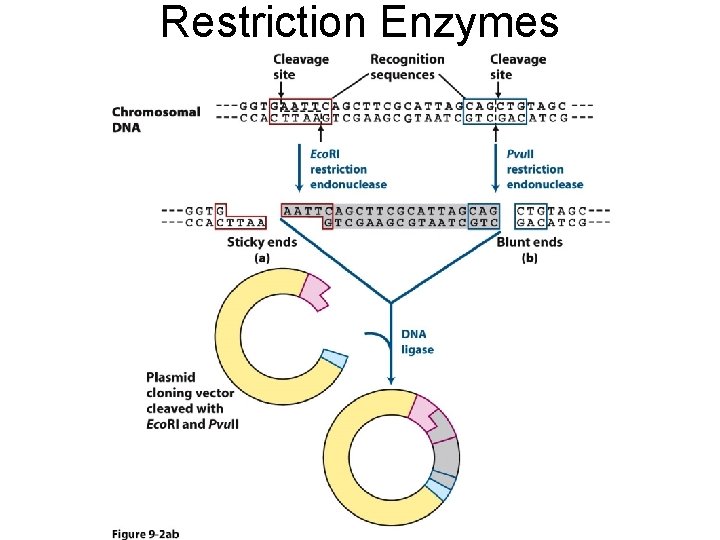 Restriction Enzymes 