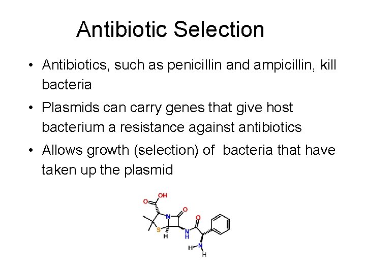 Antibiotic Selection • Antibiotics, such as penicillin and ampicillin, kill bacteria • Plasmids can