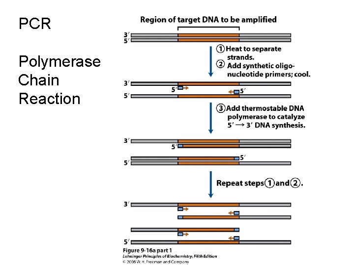 PCR Polymerase Chain Reaction 