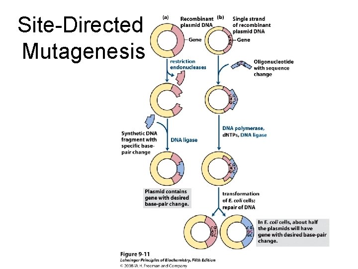 Site-Directed Mutagenesis 