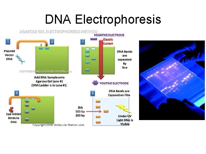 DNA Electrophoresis 