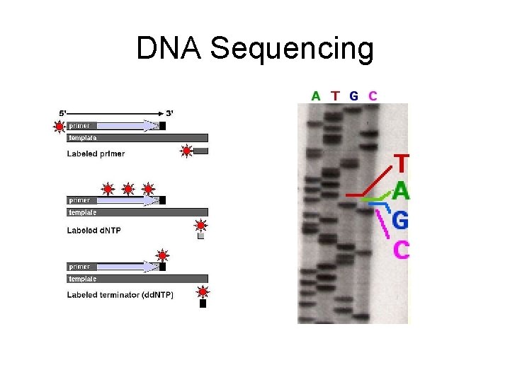 DNA Sequencing 