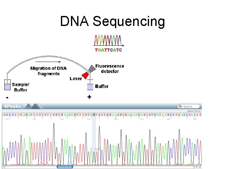 DNA Sequencing 