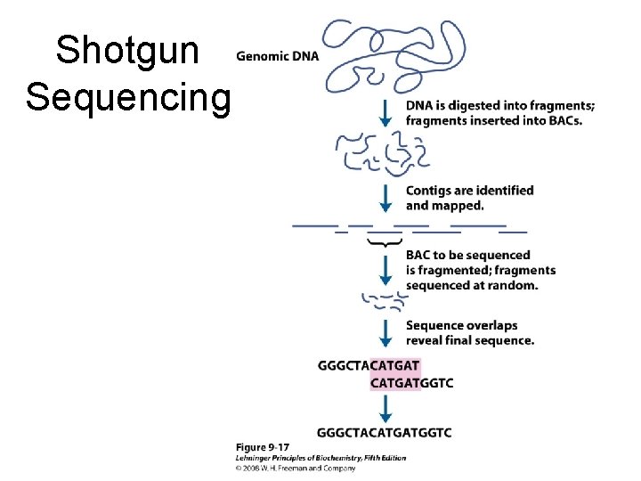 Shotgun Sequencing 