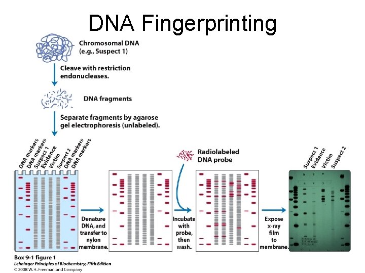 DNA Fingerprinting 