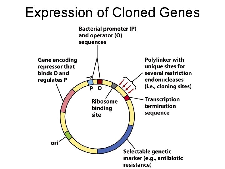 Expression of Cloned Genes 