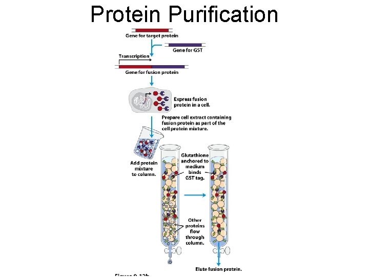 Protein Purification 