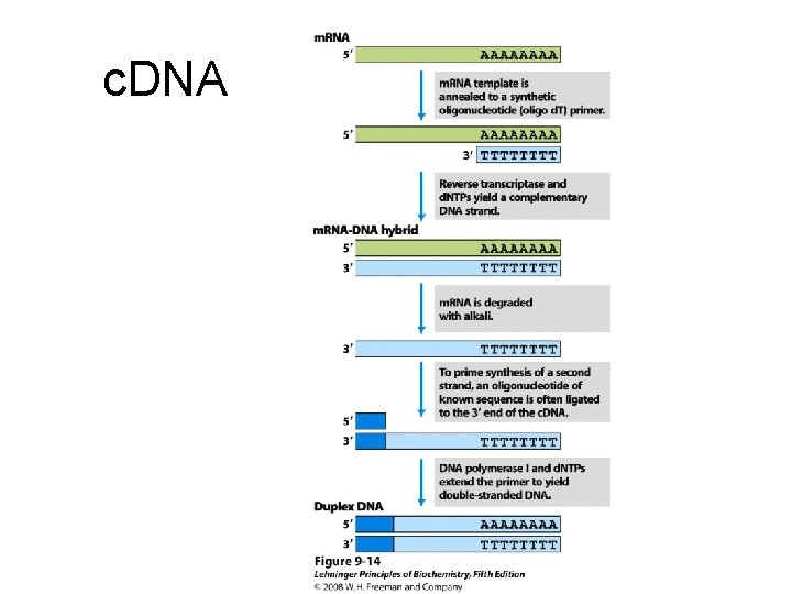 c. DNA 